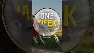 One Week