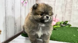 ポメラニアンの動画01
