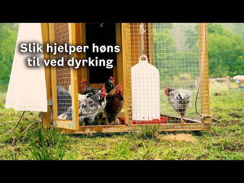Slik hjelper høns til ved dyrking