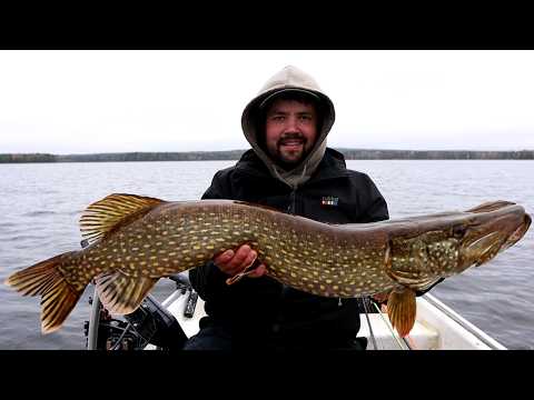 ELÄMÄNI PISIN HAUKI JA MONTA KUHAA - KALAREISSU KIVESJÄRVELLE PALTAMOON
