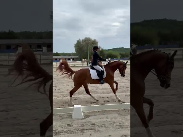 Jument de Dressage 4 ans
