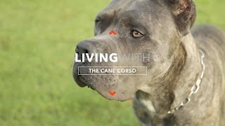 Seperti Apa Kehidupan Bersama Cane Corso?