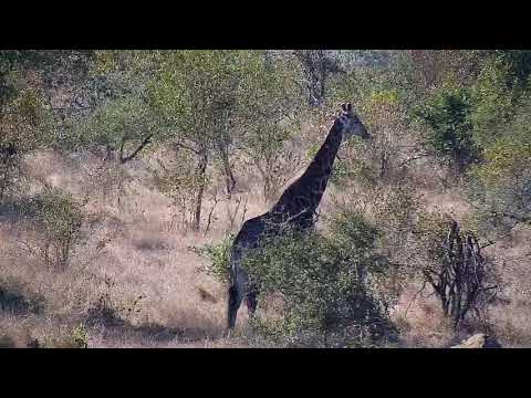 Djuma: Giraffe feeding - 11:20 - 06/14/21