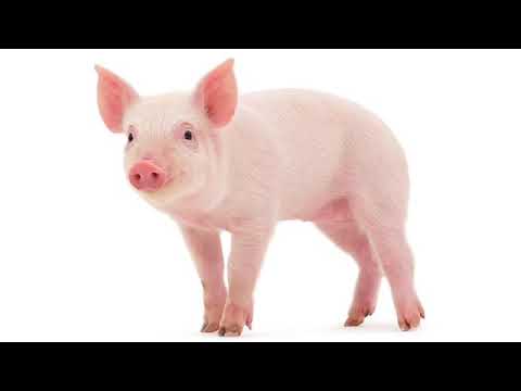Pig sound