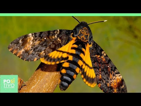 A mariposa mais temida do mundo | Positivo