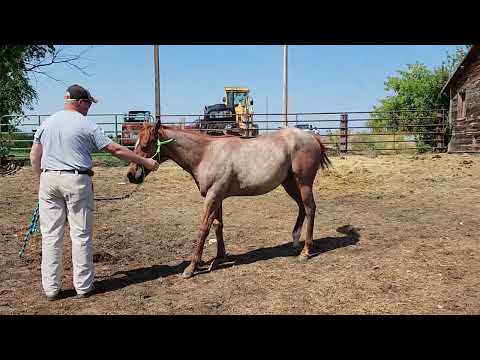 2023 AQHA Hesa Dual N Don - Red Roan Gelding