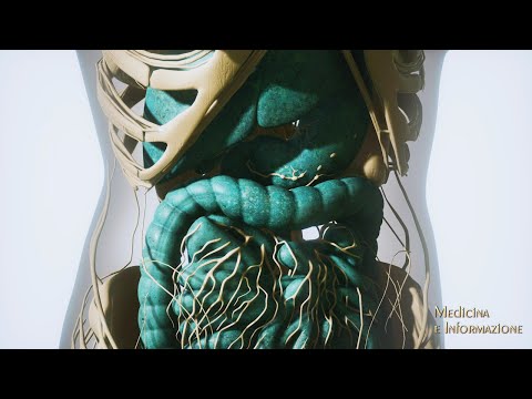 Sindrome dell'Intestino Corto e Insufficienza intestinale: cosa sono e come si interviene