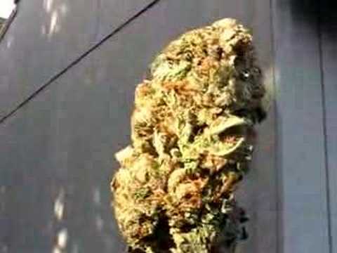 SWEET DANK MARIJUANA VIDEO & PICS~KUSH=WORLDS BEST BUD