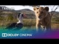 The Lion King Trailer 2 Dolby Cinema Dolby