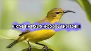 Download lagu PANCINGAN KHUSUS BURUNG SOGON TROTOL. #pancingansogonagarbunyi #pikatsogon #pikatsogokontong mp3