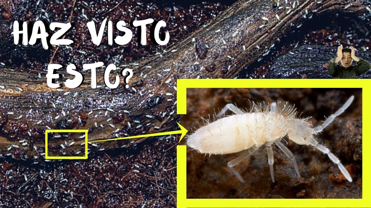 INSECTOS BLANCOS EN TU JARDIN DESCUBRE QUE SON