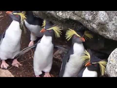 Northern Rockhopper Penguins on Nightingale Island