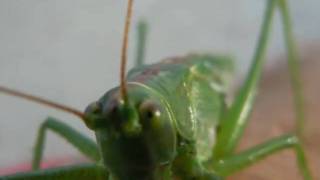 Mike Oldfield - Sunjammer