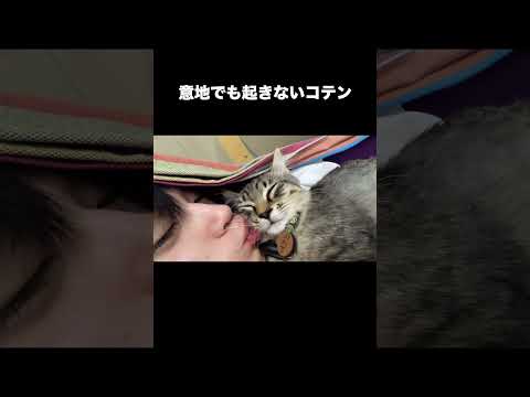 意地でも起きないコテン