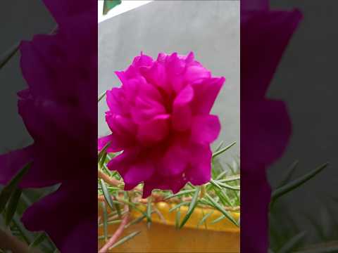 beautiful flowers #nature#viral