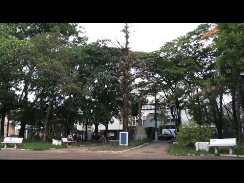 Centenária, árvore da República será mantida, em praça de RC