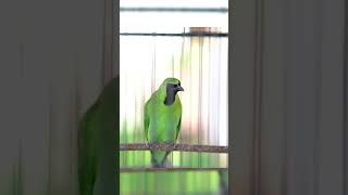 Download lagu CUCAK IJO GACOR ISIAN MEWAH - Pancingan Burung Cucak Ijo Muda & Macet Langsung EMOSI JAMTROK - 036 mp3