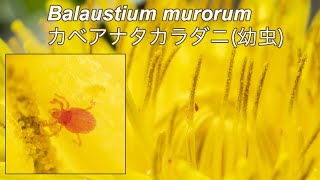 カベアナタカラダニ(Balaustium murorum)を探そう001