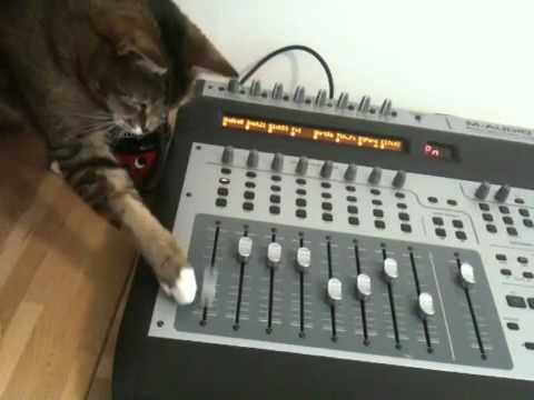 Funny cat having a go at mixing the track