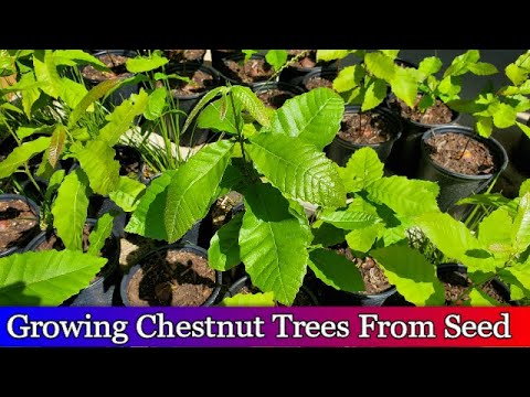 Growing chestnut trees from seed  - 94% Germination Rate - 2019 Seedlings