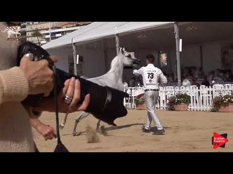 N.73 BAVIERA HVP - Menton 2019