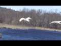 Flying Mute Swans