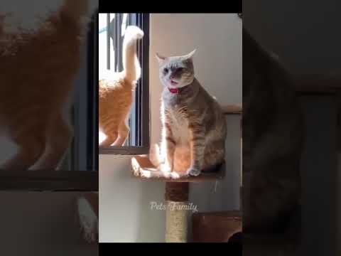 Funny Animals Life Featured Video
