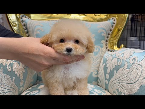 YouTube動画のサムネイル