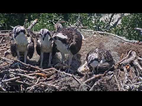Savannah Ospreys Line Up For Amazing Feeding Visit! – June 10, 2019