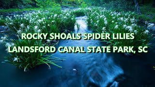 Rocky Shoals Spider Lilies - Landsford Canal State Park, SC  // 4K - DJI Mavic 2 Drone Footage