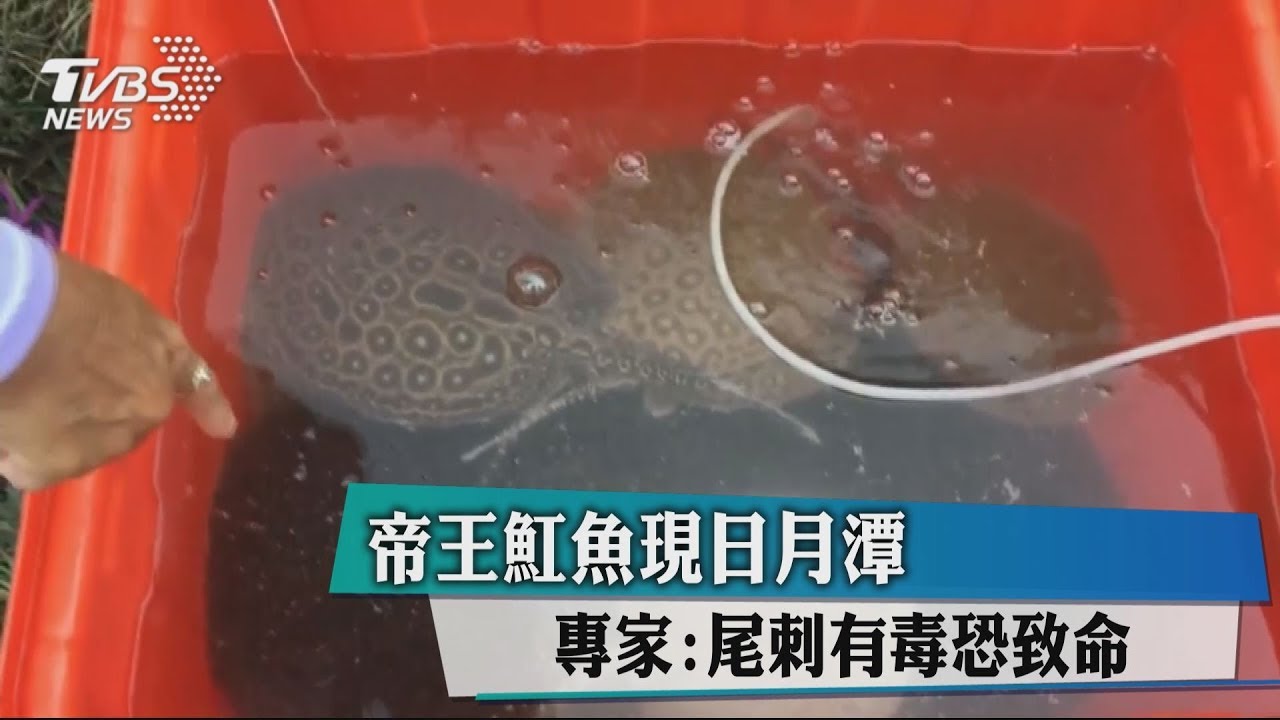 帝王魟魚現日月潭 專家:尾刺有毒恐致命