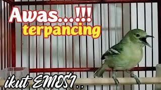 Download lagu beautiful bird sweet voice mp3