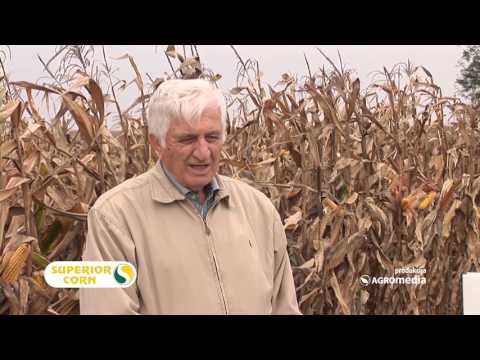 Hibridi kukuruza za sve! Šumadinac, Delija, Bećar i Sremac