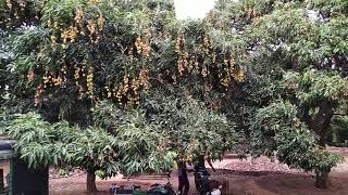 preview picture of video 'Litchi fruit  farming Chattisgarh'