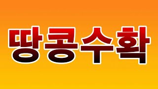 [텃밭농부.804]  땅콩수확  #땅콩재배
