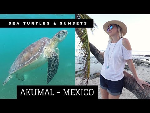 download lagu mp3 mp4 Sea Turtles Mexico Akumal, download lagu Sea Turtles Mexico Akumal gratis, unduh video klip Sea Turtles Mexico Akumal