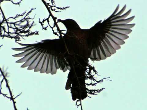 Olivier Messiaen - Le Merle noir (The Blackbird) [Kenneth Smith, Matthew Schellhorn]