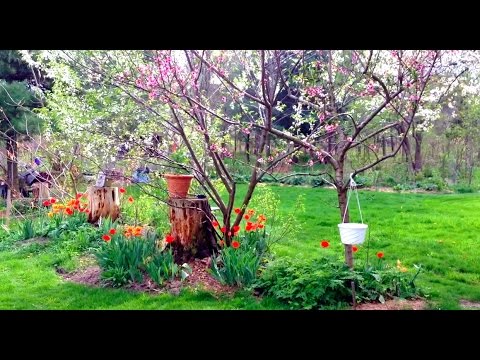 Polycultures and Guilds -  3 -  Succession design and dense food forest