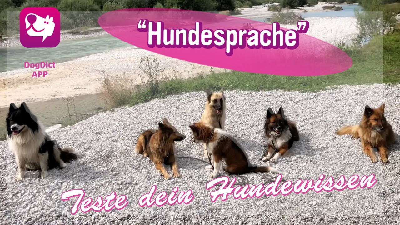 Folge 64: Hundesprache | Was kannst du sehen?