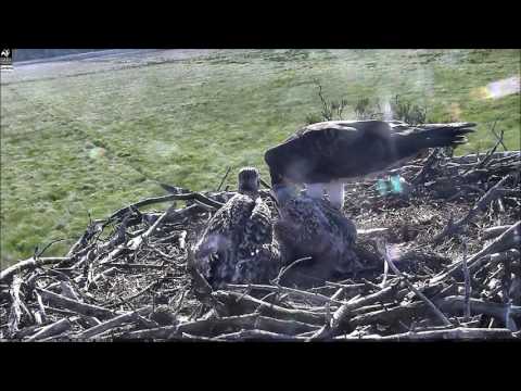 Osprey nest webcam Foulshaw Moss Nature Reserve - highlights 30th June 2016