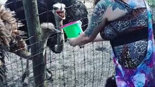 preview picture of video 'Feeding ostriches'