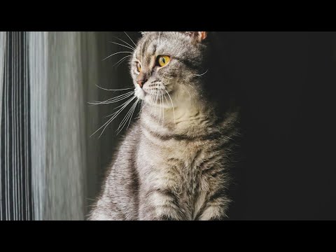 cute cats funny videos