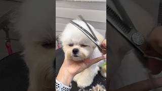 한국인을 위한 2.5배속 말티푸 미용 #maltipoo #cutedog #애견미용