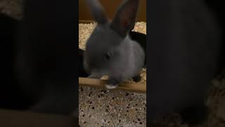 Satin rabbit Rabbits Videos