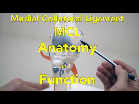 내측측부인대 Medial Collateral Ligament - : 최신 백과사전, 뉴스, 리뷰 및 연구 내측측부인대 Medial Collateral Ligament - : 최신 백과사전, 뉴스, 리뷰 및 연구