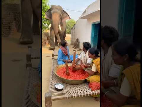 Khana bana rahe the… achanak Jungli Haathi ghar mein aagya 😱