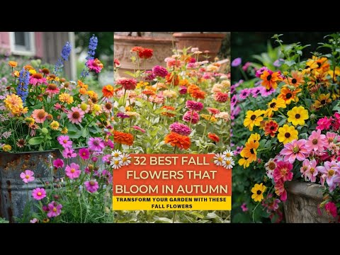 32 najboljših jesenskih rož, ki cvetijo jeseni