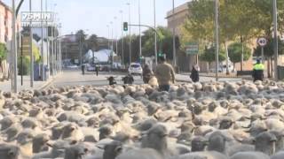 75 Minutos | Una noche de trashumancia