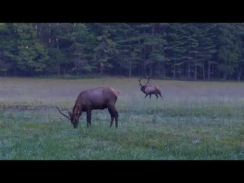 Listen closely to hear the elk call.