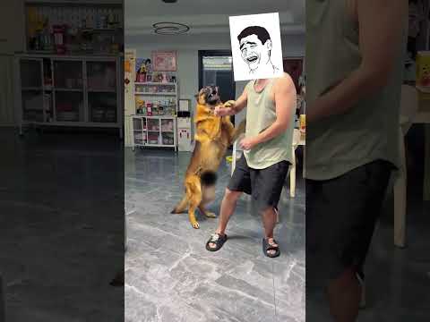 阿奇：我这屁股是谁都能踩的？？？#德国牧羊犬#狗狗